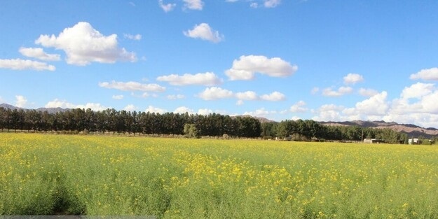 برداشت ۲هزار تن کلزا از مزارع خراسان رضوی