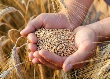 افزایش 15 درصدی تضمین خرید گندم