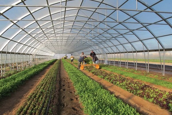 فعالیت ۲۹۲ واحد گلخانهای در آذربایجانغربی فعالیت ۲۹۲ واحد گلخانهای در آذربایجانغربی