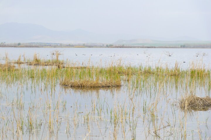 افزایش ۳۰ درصدی زاداوری پرندگان در تالاب دُرگهسنگی نقده افزایش ۳۰ درصدی زاداوری پرندگان در تالاب دُرگهسنگی نقده