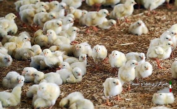 افزایش جوجه ریزی در آذربایجان شرقی با استفاده از ظرفیت زنجیرههای ارزش افزایش جوجه ریزی در آذربایجان شرقی با استفاده از ظرفیت زنجیرههای ارزش