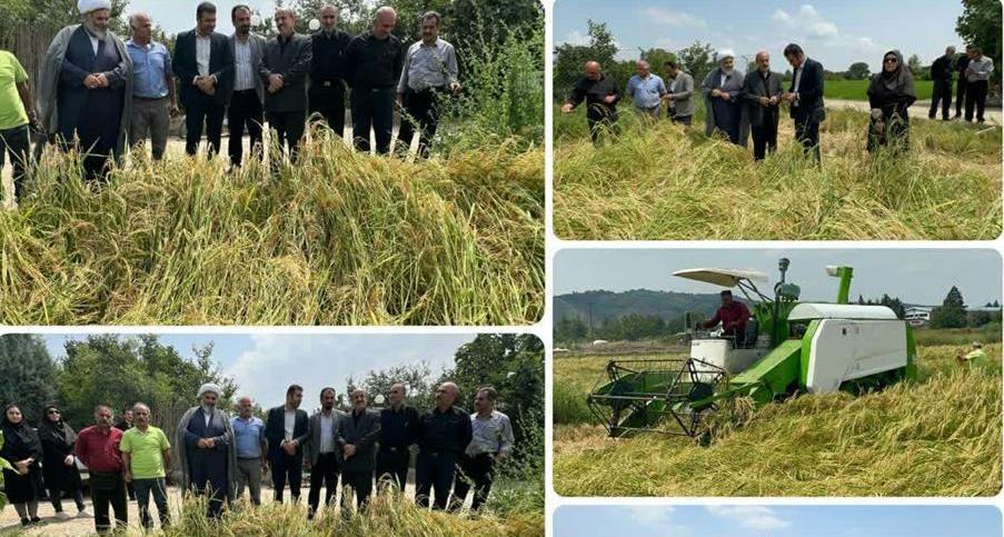 پیش بینی تولید ۸۰ هزار تن شلتوک در بهشهر پیش بینی تولید ۸۰ هزار تن شلتوک در بهشهر