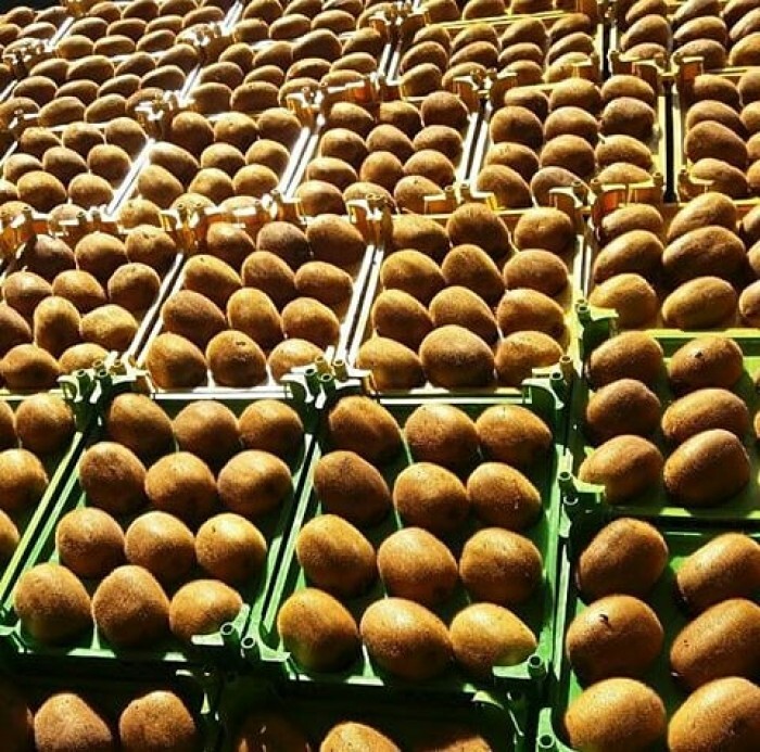 صادرات ۶۸ تن کیوی از نوشهر به خارج کشور صادرات ۶۸ تن کیوی از نوشهر به خارج کشور