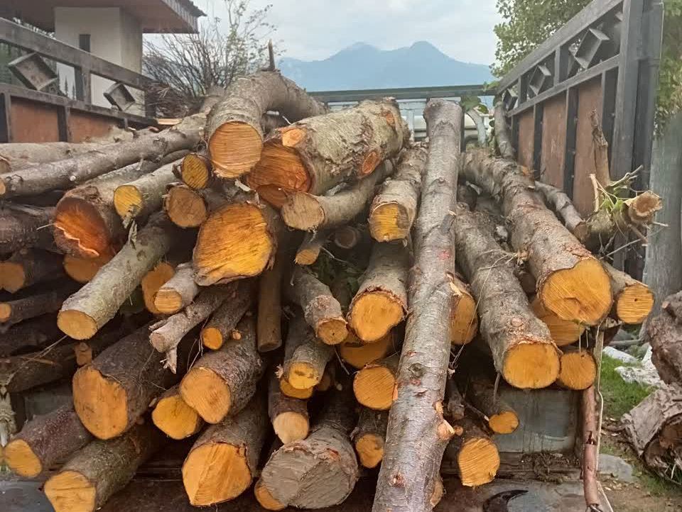 کشف محموله چوبهای قاچاق در شهرستان رودسر کشف محموله چوبهای قاچاق در شهرستان رودسر