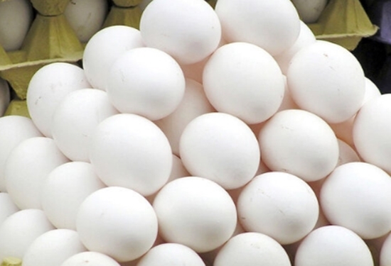 هشدار شبکه دامپزشکی طرقبه شاندیز درخصوص بیماری سالمونلا