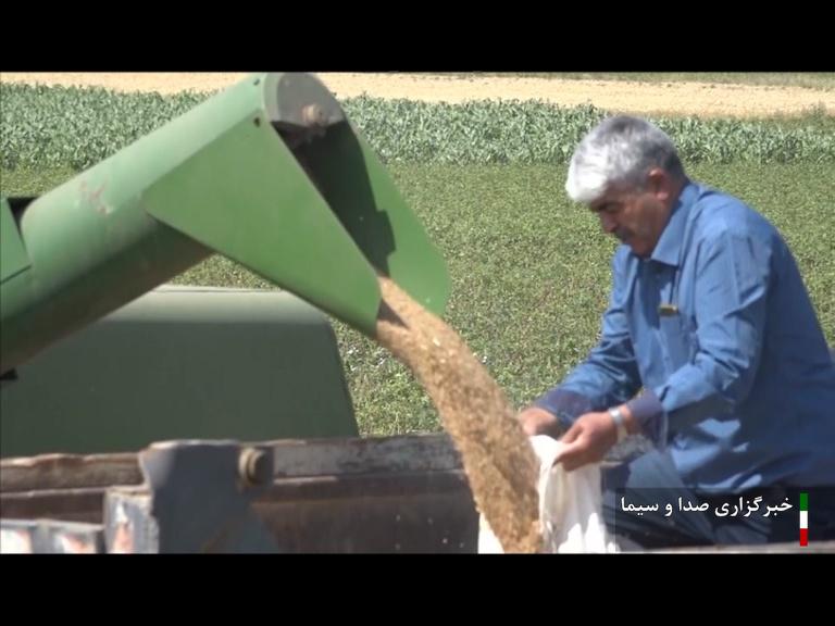 خریداری ۳۴۲هزار تن محصول از گندمکاران استان اردبیل خریداری ۳۴۲هزار تن محصول از گندمکاران استان اردبیل