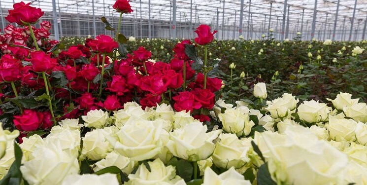 در آمد حدود ۱۰ میلیارد تومانی گل رز در خراسان جنوبی