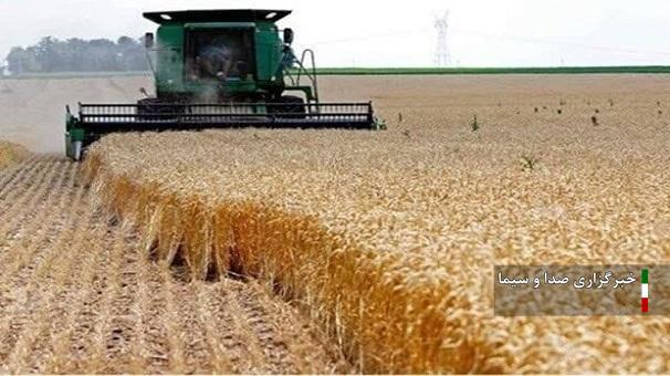 خرید بیش از ۵۰۵ هزار تن گندم از کشاورزان لرستانی
