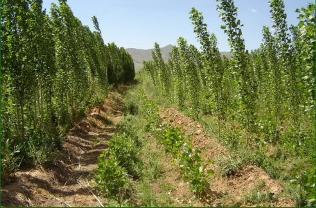 اجرای طرح زراعت چوب در ۲۶۰ هکتار از اراضی خراسان شمالی اجرای طرح زراعت چوب در ۲۶۰ هکتار از اراضی خراسان شمالی