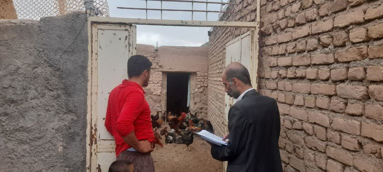 حمایت از واحدهای پرورش مرغ بومی در کدکن حمایت از واحدهای پرورش مرغ بومی در کدکن