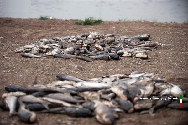 تبخیر آب در تالاب های خوزستان شدت گرفته است  تبخیر آب در تالاب های خوزستان شدت گرفته است