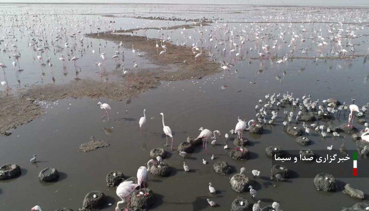 تبخیر آب در تالاب های خوزستان شدت گرفته است  تبخیر آب در تالاب های خوزستان شدت گرفته است