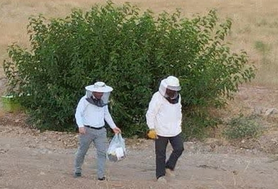 پایش زنبورستان‌های درگز ازسوی کارشناسان شبکه دامپزشکی