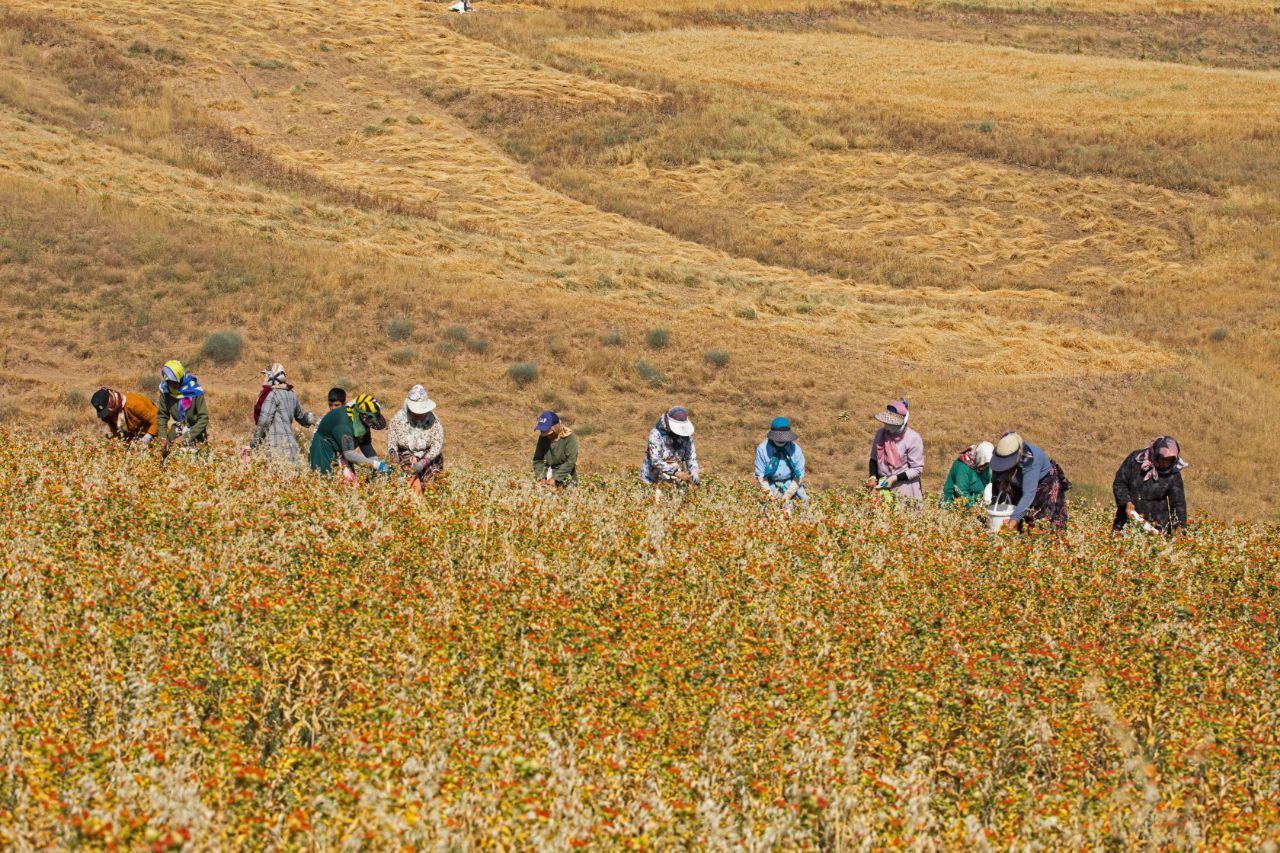آغاز برداشت گیاه گلرنگ از مزارع شهرستان کلات آغاز برداشت گیاه گلرنگ از مزارع شهرستان کلات
