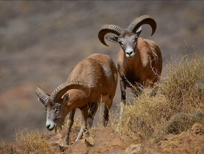 فراخوان واگذاری قرق حیات وحش در مهریز