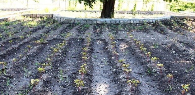 خشکسالی و ضرورت توسعه کاشت گیاهان کم آب طلب در بجستان