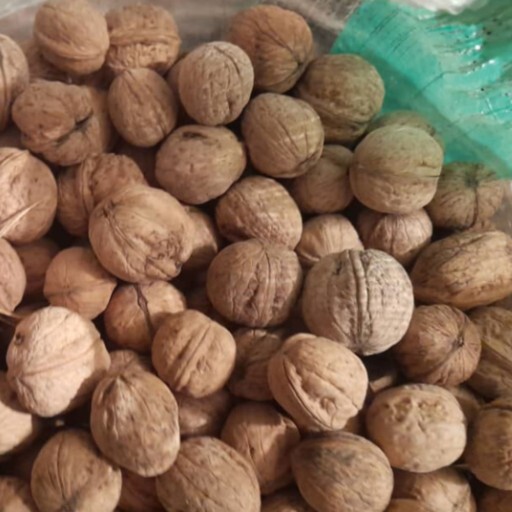 خرید و فروش گردو در نهاوند و تویسرکان تا پایان شهریورماه ممنوع خرید و فروش گردو در نهاوند و تویسرکان تا پایان شهریورماه ممنوع