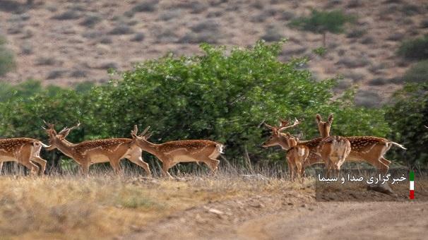 پرورش ۱۳ راس گوزن زرد ایرانی در مرکز حفاظتی لرستان پرورش ۱۳ راس گوزن زرد ایرانی در مرکز حفاظتی لرستان