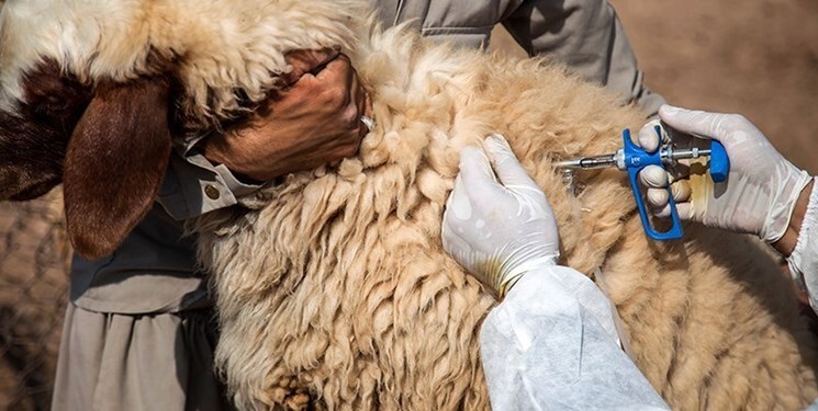 مایه کوبی دامهای سبک خوزستان علیه طاعون مایه کوبی دامهای سبک خوزستان علیه طاعون