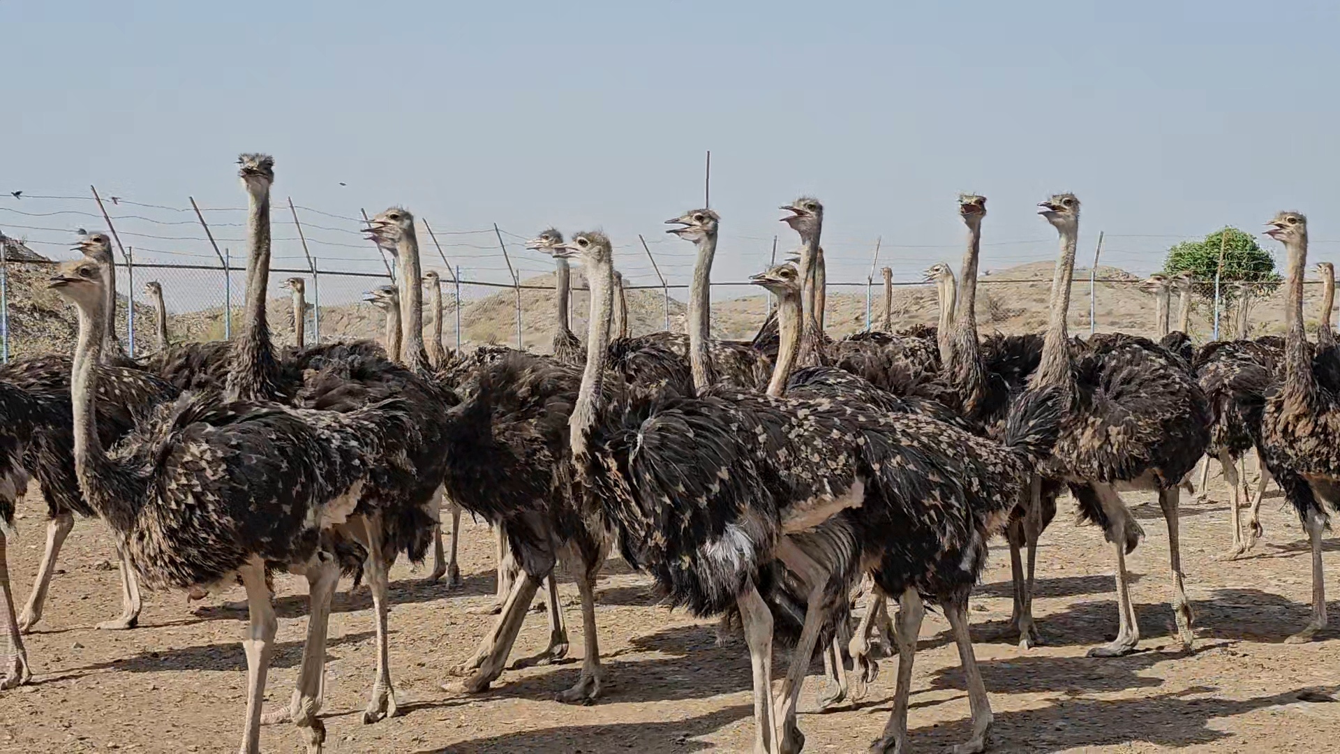 تولید ۱۰ تن گوشت شترمرغ در مزارع پرورش بخش شمیل تولید ۱۰ تن گوشت شترمرغ در مزارع پرورش بخش شمیل