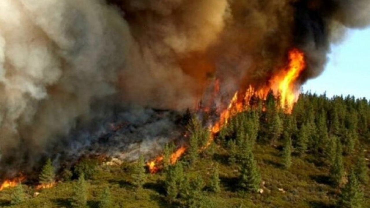 آتش سوزی منطقه حفاظت شده گلیل شیروان مهار شد