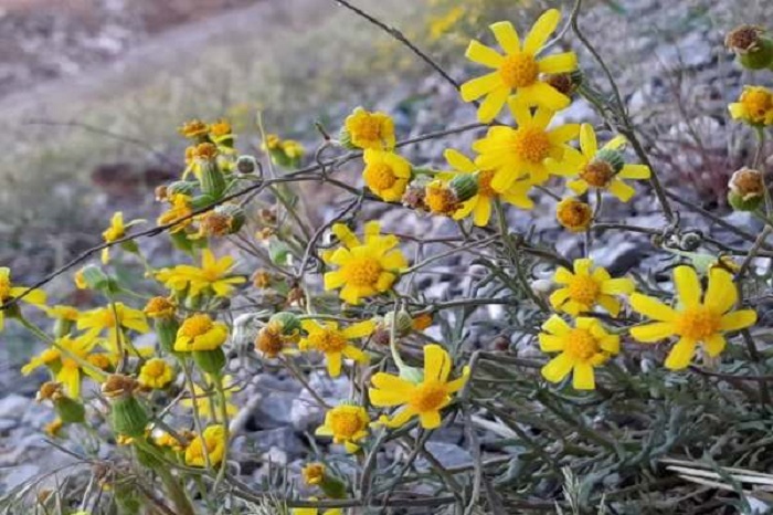 دمای هوای زنجان کاهش مییابد دمای هوای زنجان کاهش مییابد