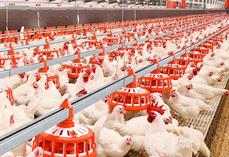 هشدار دامپزشکی کردستان درباره شیوع سندرم بیماریهای تنفسی طیور هشدار دامپزشکی کردستان درباره شیوع سندرم بیماریهای تنفسی طیور