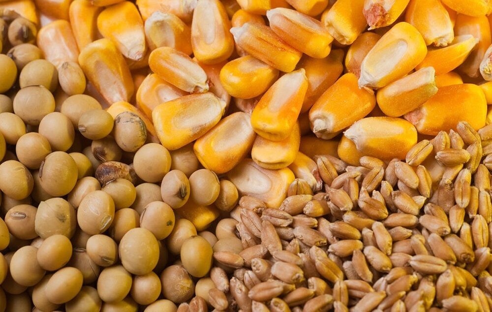 کاهش مشارکت دولت در واردات نهاده های دامی