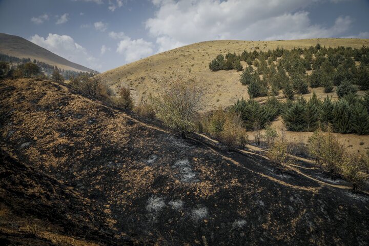 مهار آتش در جنگلهای غرب فارس مهار آتش در جنگلهای غرب فارس