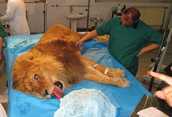 فعالیت ۱۸۴ مرکز درمانی و آزمایشگاهی دامپزشکی در شهرستان مشهد فعالیت ۱۸۴ مرکز درمانی و آزمایشگاهی دامپزشکی در شهرستان مشهد