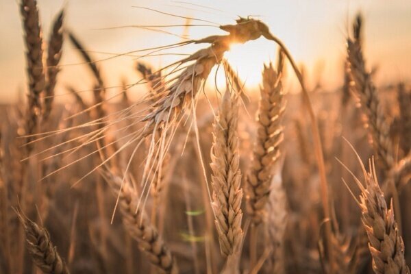 جشن خودکفایی با تولید 15 میلیون تن گندم