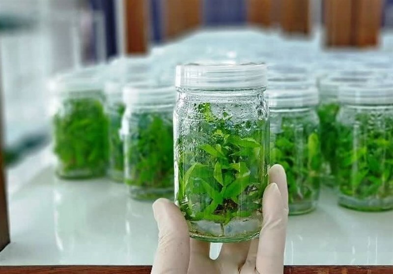 دستیابی به تولید ۱۵ نوع محصول از طریق کشت بافت دستیابی به تولید ۱۵ نوع محصول از طریق کشت بافت