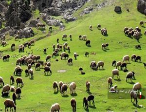 آغاز کوچ پاییزه عشایر لرستان آغاز کوچ پاییزه عشایر لرستان