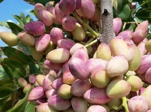 برداشت بیش از ۱۰ هزار تن پسته از باغات سیستان و بلوچستان برداشت بیش از ۱۰ هزار تن پسته از باغات سیستان و بلوچستان