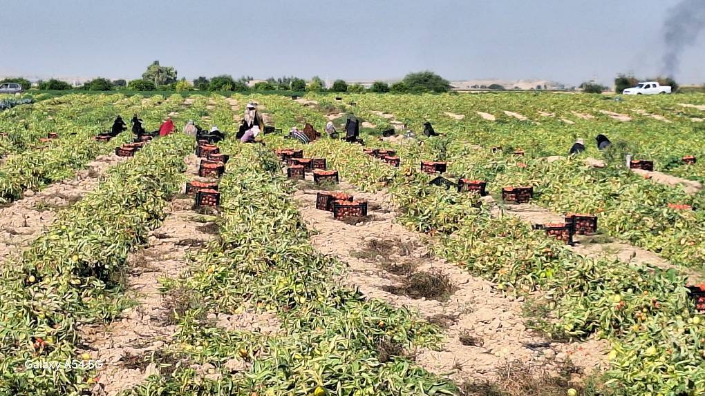 آغاز برداشت گوجه از مزارع گچساران آغاز برداشت گوجه از مزارع گچساران