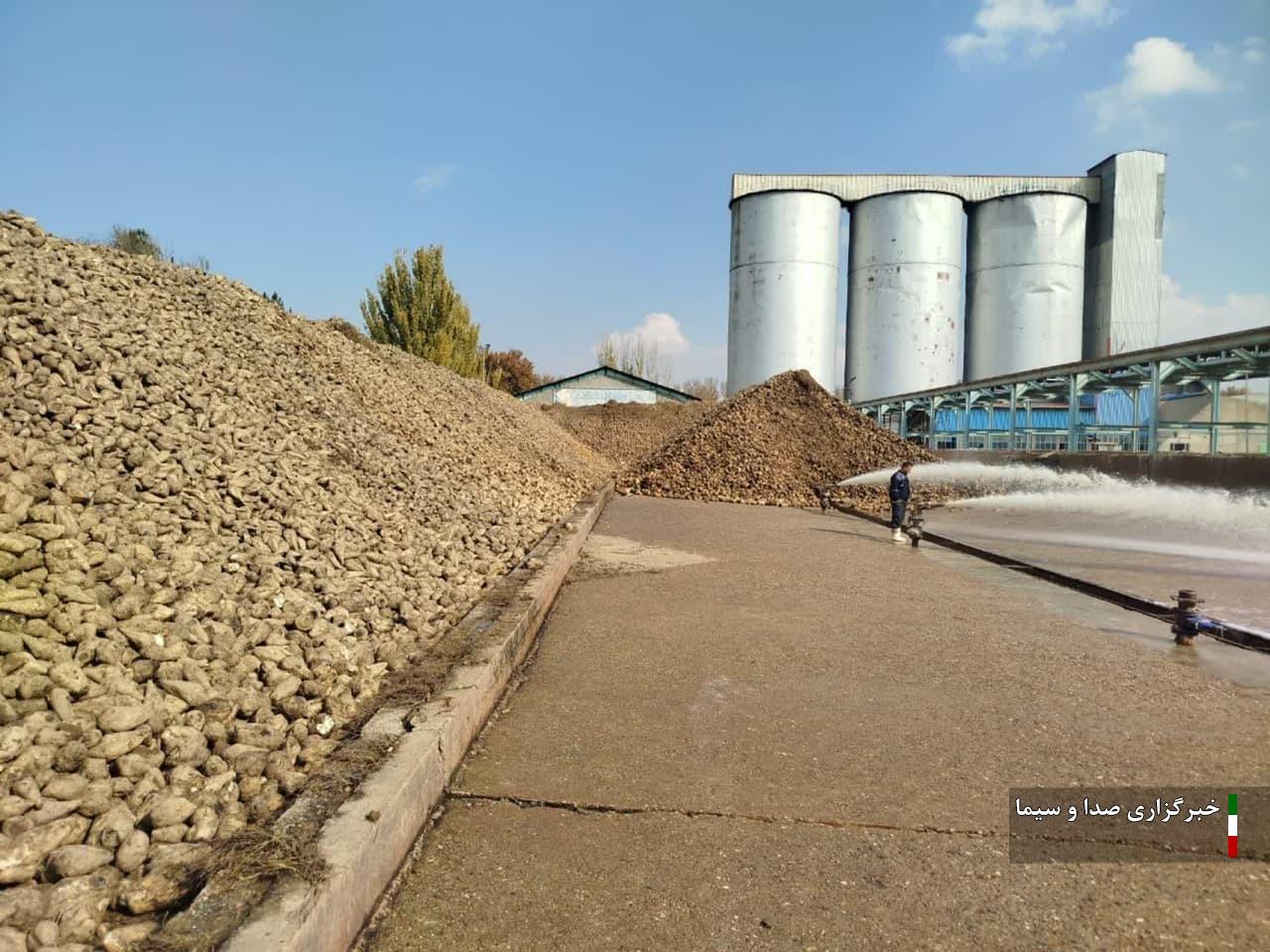 تحویل ۳۵۰ هزار تن چغندر قند به کارخانه قند میاندوآب تحویل ۳۵۰ هزار تن چغندر قند به کارخانه قند میاندوآب