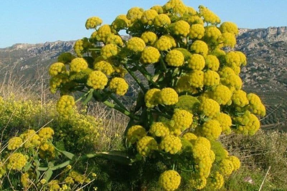 والدین از مصرف خودسرانه گیاهان دارویی برای درمان اطفال خودداری کنند والدین از مصرف خودسرانه گیاهان دارویی برای درمان اطفال خودداری کنند