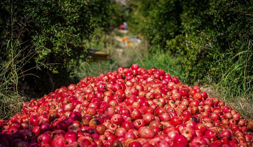 استان فارس بزرگترین تولید کننده انار در کشور استان فارس بزرگترین تولید کننده انار در کشور