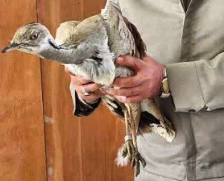 تحویل یک قطعه هوبره به محیط زیست شهرستان چهاربرج تحویل یک قطعه هوبره به محیط زیست شهرستان چهاربرج