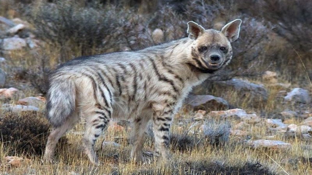 نجات و رها سازی یک قلاده کفتار راه راه در شهرستان خوسف نجات و رها سازی یک قلاده کفتار راه راه در شهرستان خوسف