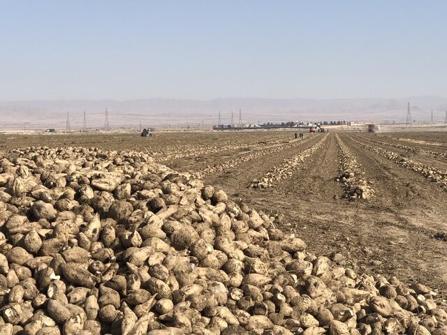 یک میلیون و ۵۰۰ هزارتُن چغندرقند امسال از مزارع آذربایجان غربی برداشت می شود یک میلیون و ۵۰۰ هزارتُن چغندرقند امسال از مزارع آذربایجان غربی برداشت می شود