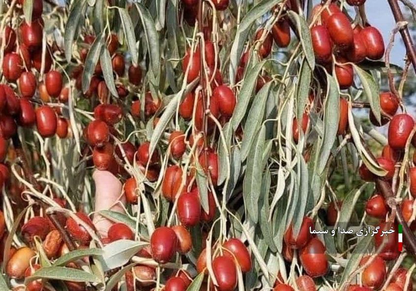 تولید ۳۳ درصد سنجد کشور در آذربایجان شرقی تولید ۳۳ درصد سنجد کشور در آذربایجان شرقی