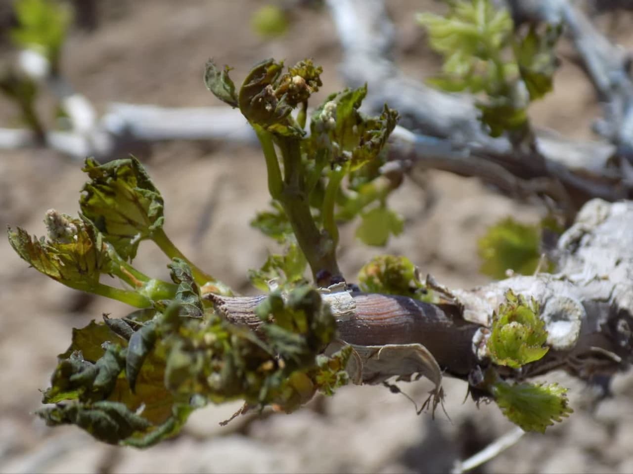 خسارت ۱۶۵ میلیارد تومانی کشاورزان بردسکن از سرما