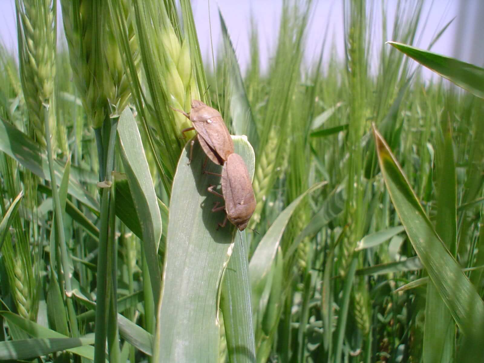 آفات بهاری در کمین مزارع