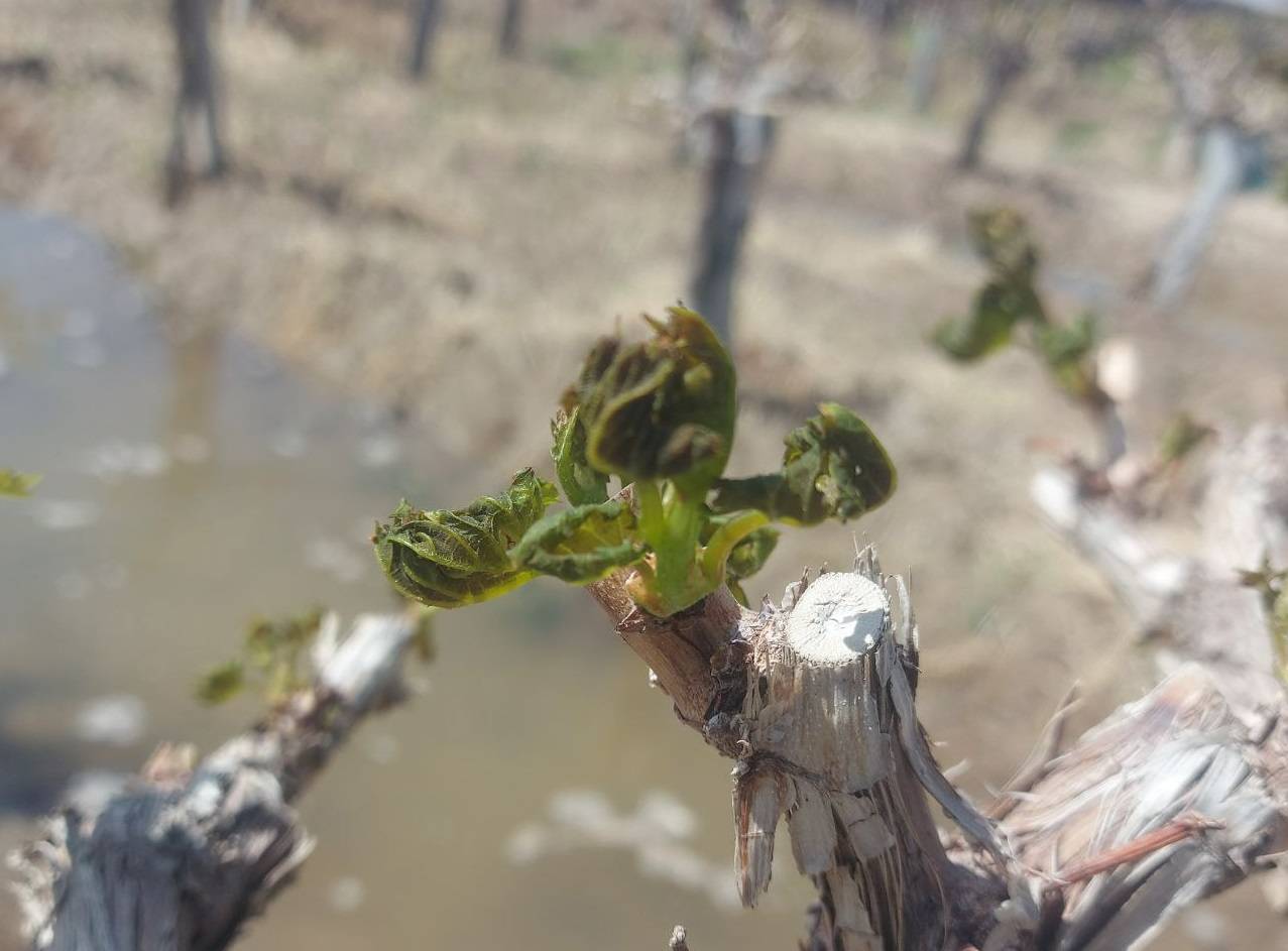خسارت ۷۱۲ میلیاردی سرما به کشاورزان خلیل‌آباد