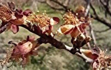 خسارت 513 میلیارد تومانی سرمای اخیر به بخش باغی خراسان شمالی