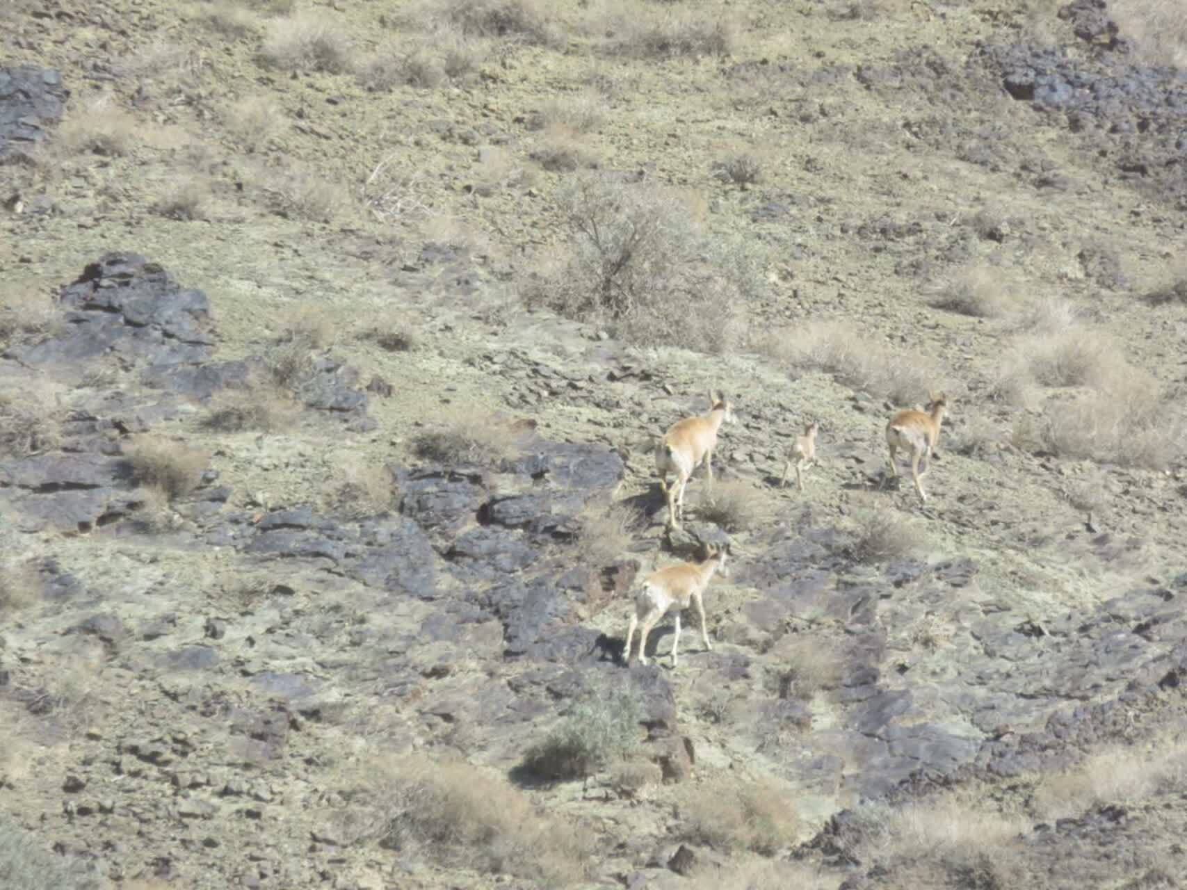 آغاز زاد و ولد برههای قوچ و میش در خراسان جنوبی آغاز زاد و ولد برههای قوچ و میش در خراسان جنوبی