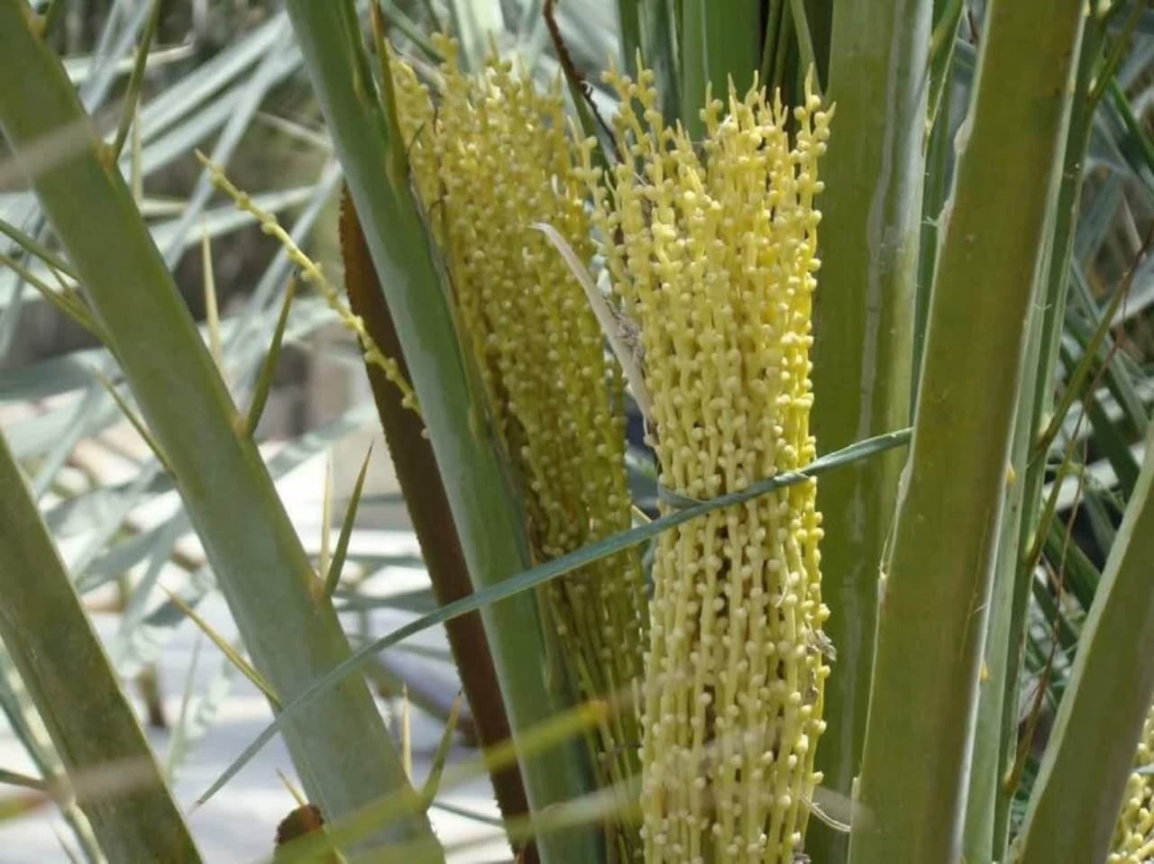 آغاز گرده افشانی نخیلات در کارون