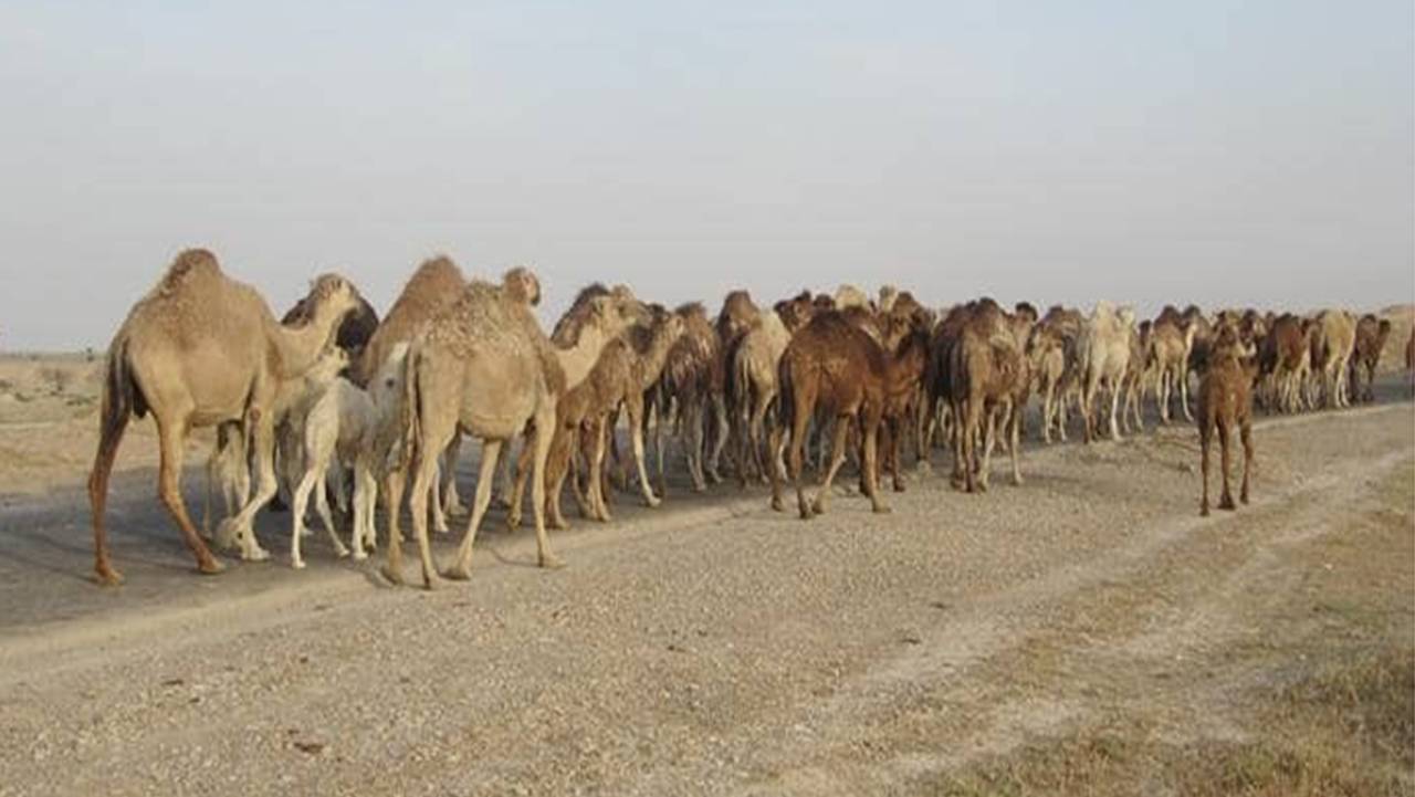 آغاز کوچ بهاره پرورش دهندگان شتر به مناطق ییلاقی