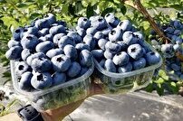 برداشت محصول ازتنها گلخانه بلوبری خراسان رضوی در سبزوار